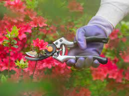 pruning Azaleas blooms in the spring to extend flowering period