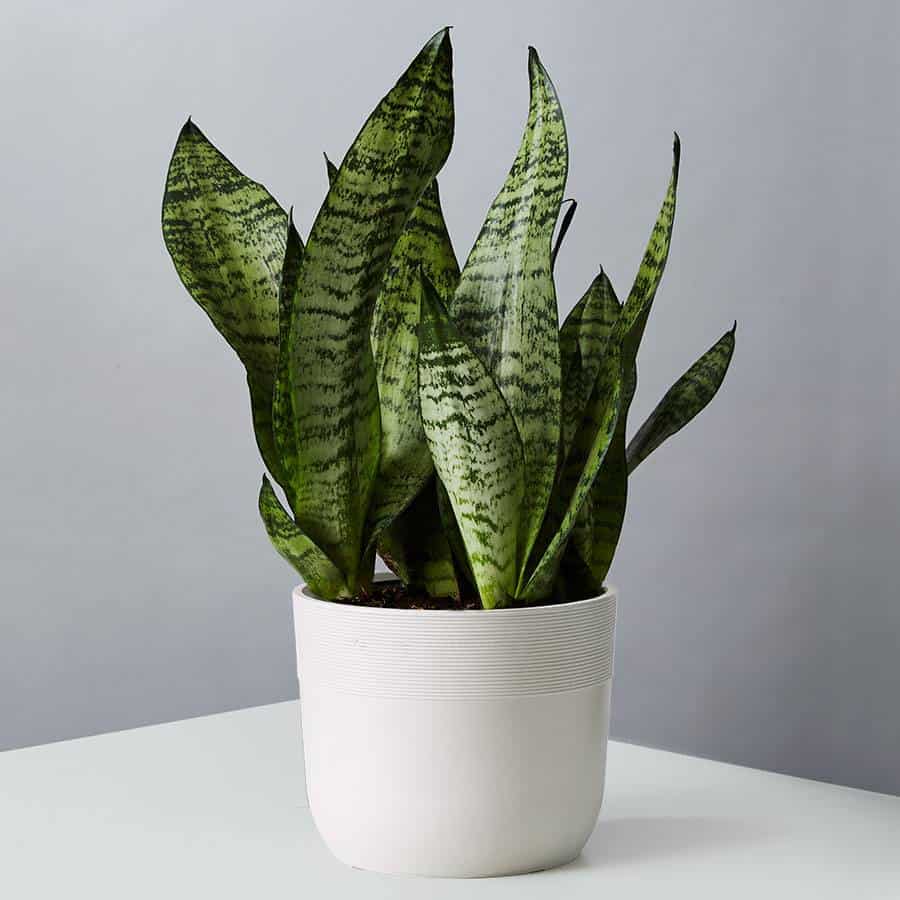 Do Snake Plants Clean the Air? Plants Craze