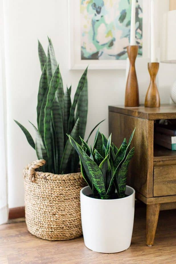 What Is The Best Way To Propagate Snake Plant In Water Plants Craze