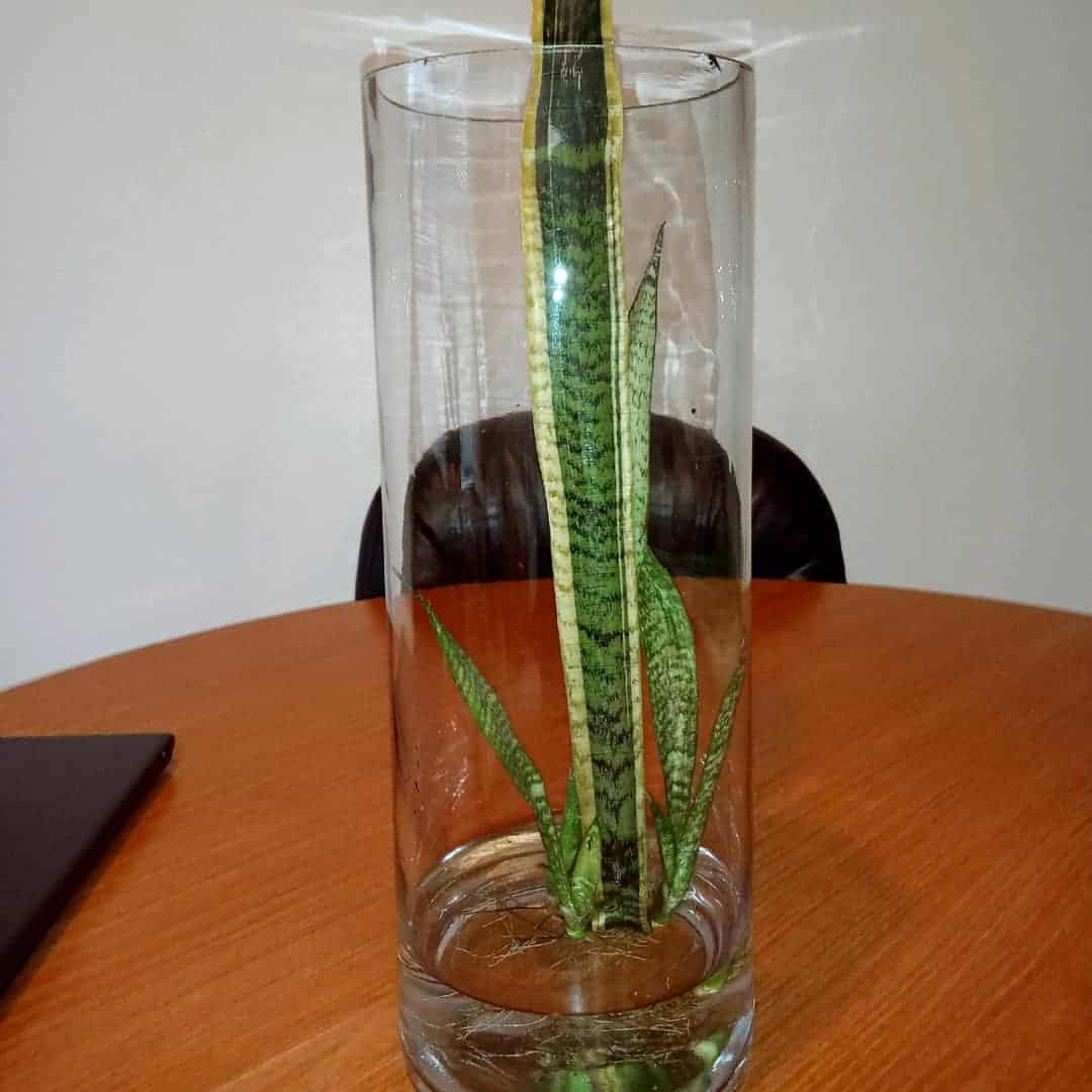 Image represents a Snake Plant in water