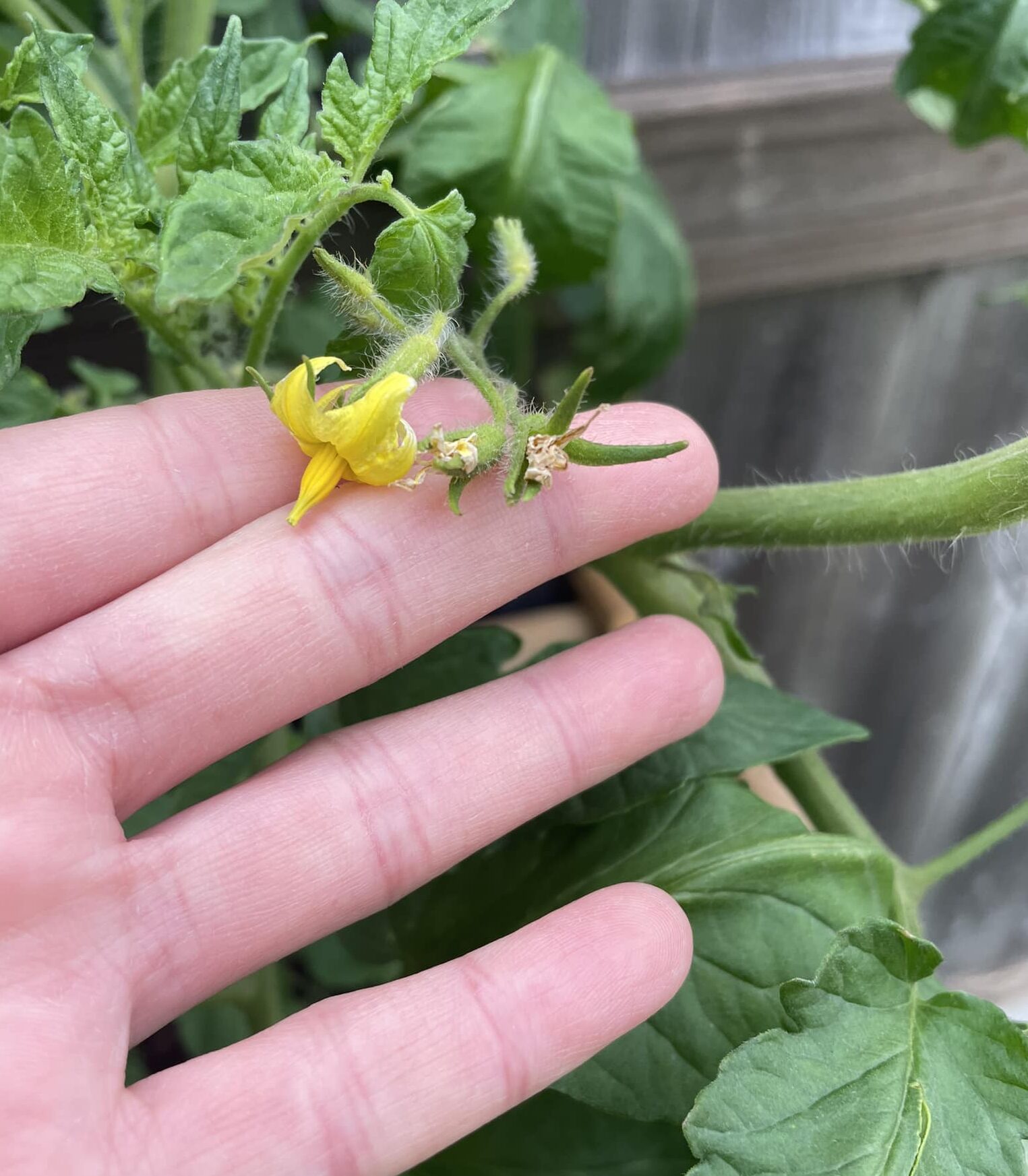 Image represents tomato flower