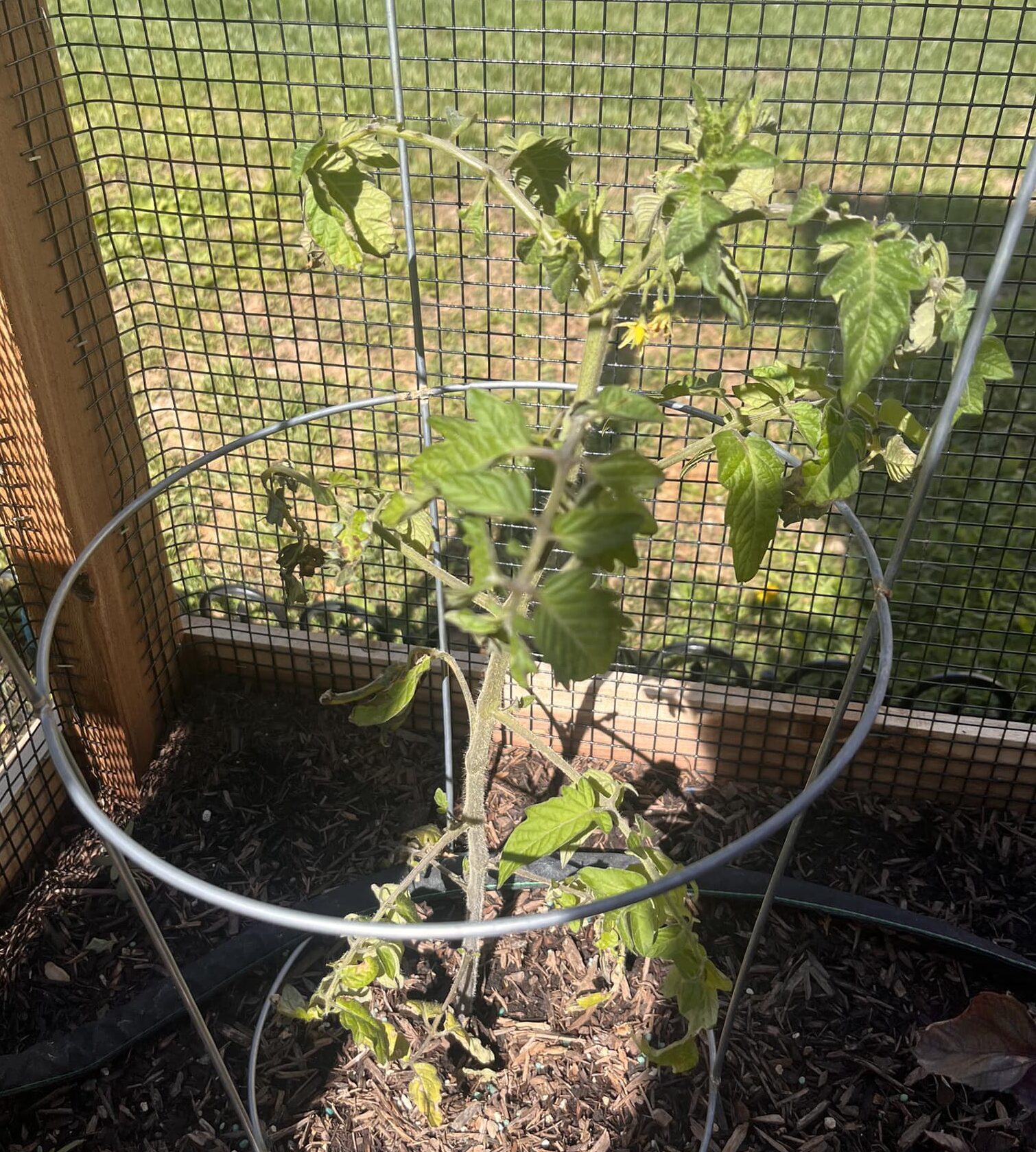 Image represents a sun-damaged tomato plant