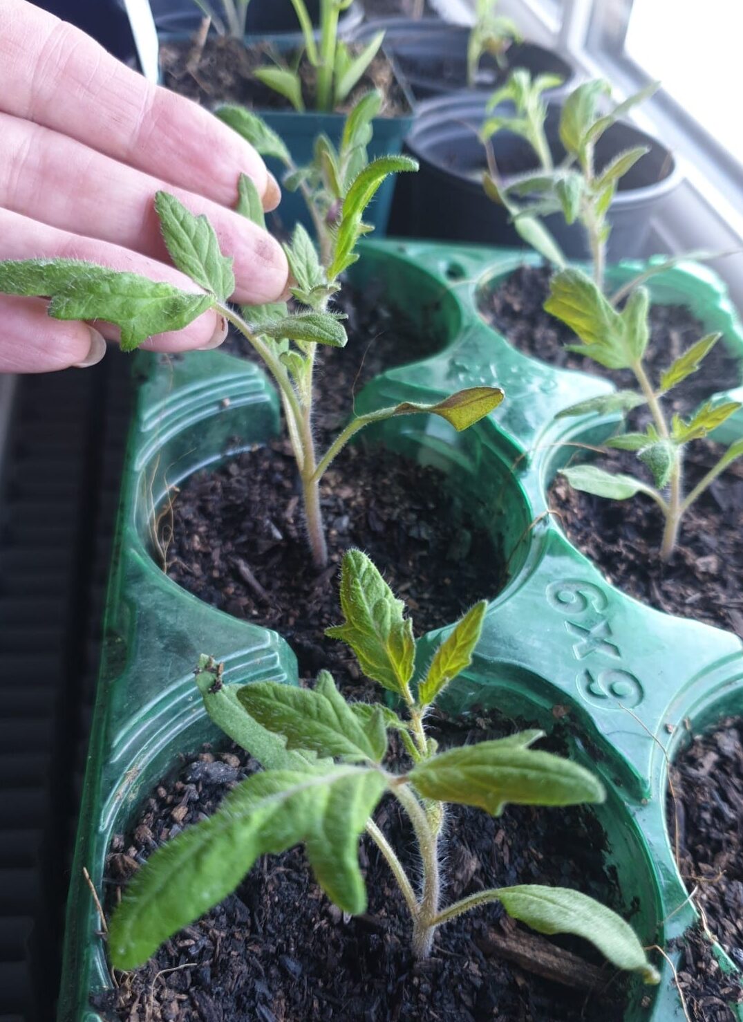 Image represents tomato seedlings