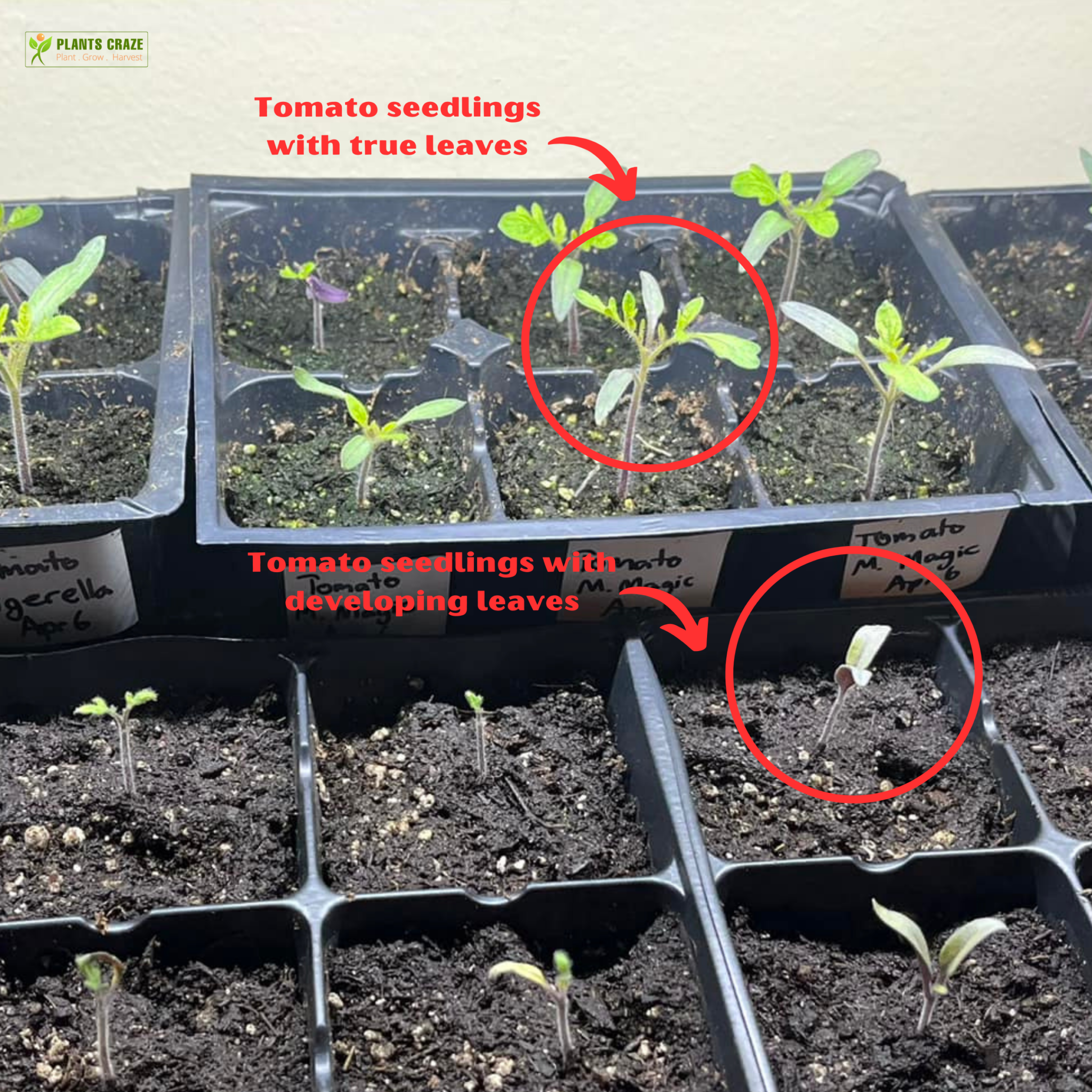 Image illustrates true and developing leaves of tomato seedlings