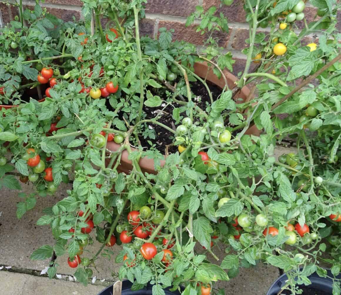 10+ Best Hanging Basket Tomatoes Plants Craze