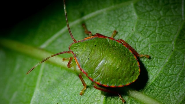 pothos plants attract bugs