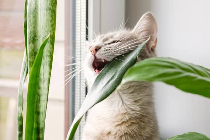 Cat Chewing Snake Plant