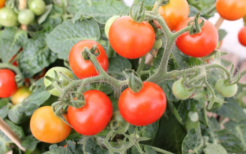 Healthy Tomato Plant