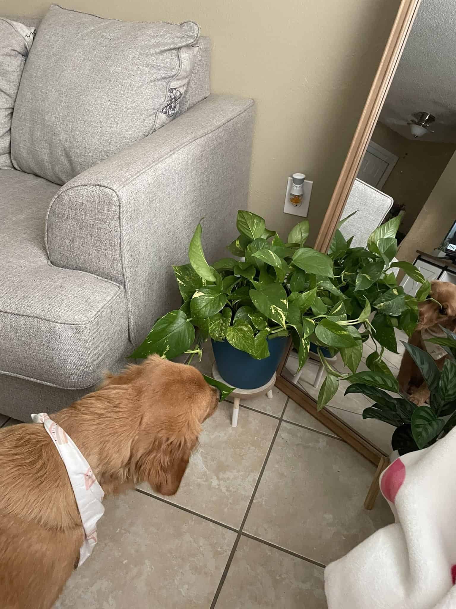 are pothos safe for cats and dogs