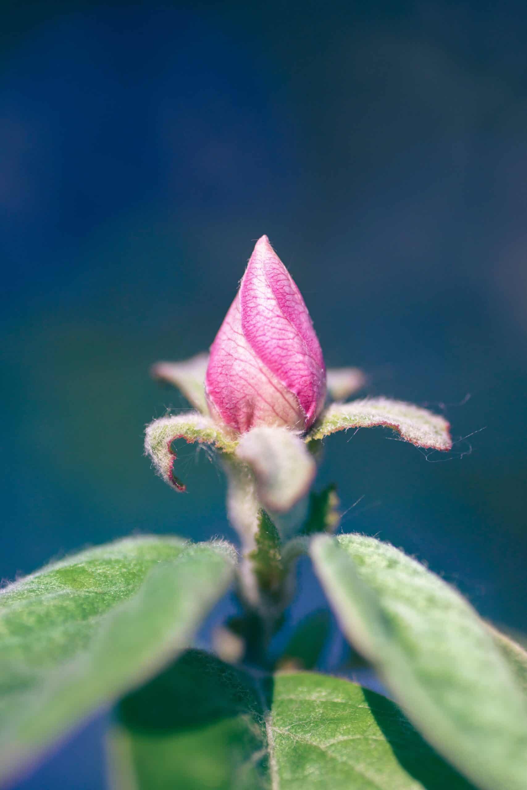 flower buds of Azaleas in Spring