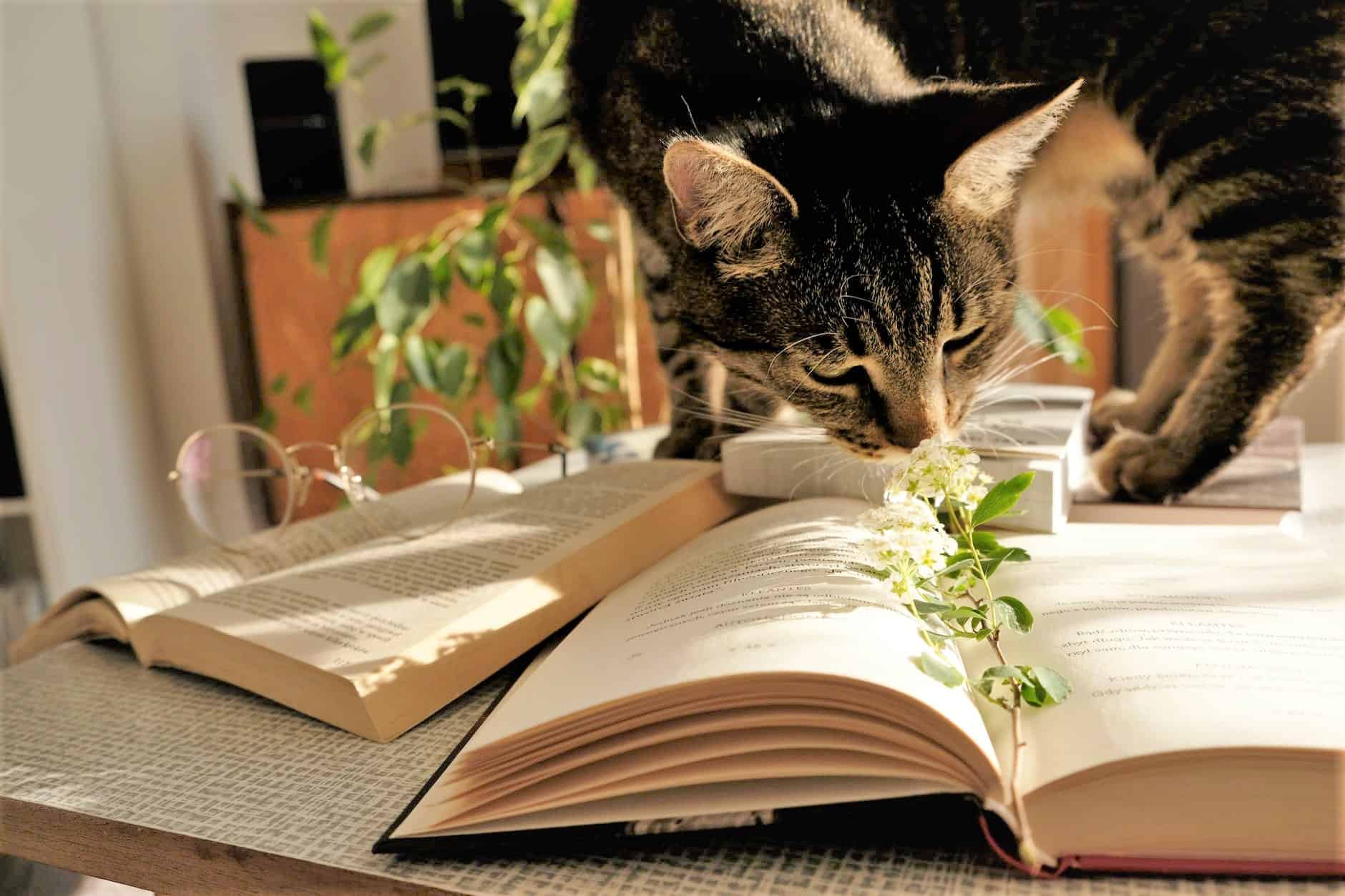 Is Lucky Bamboo Toxic to Cats? Plants Craze