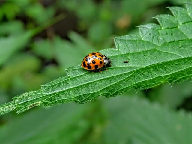 Ladybug sitting on a leaf