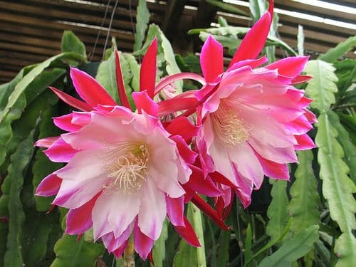 2 Cuttings Epiphyllum Orchid Cactus ***Amber Waves*** 