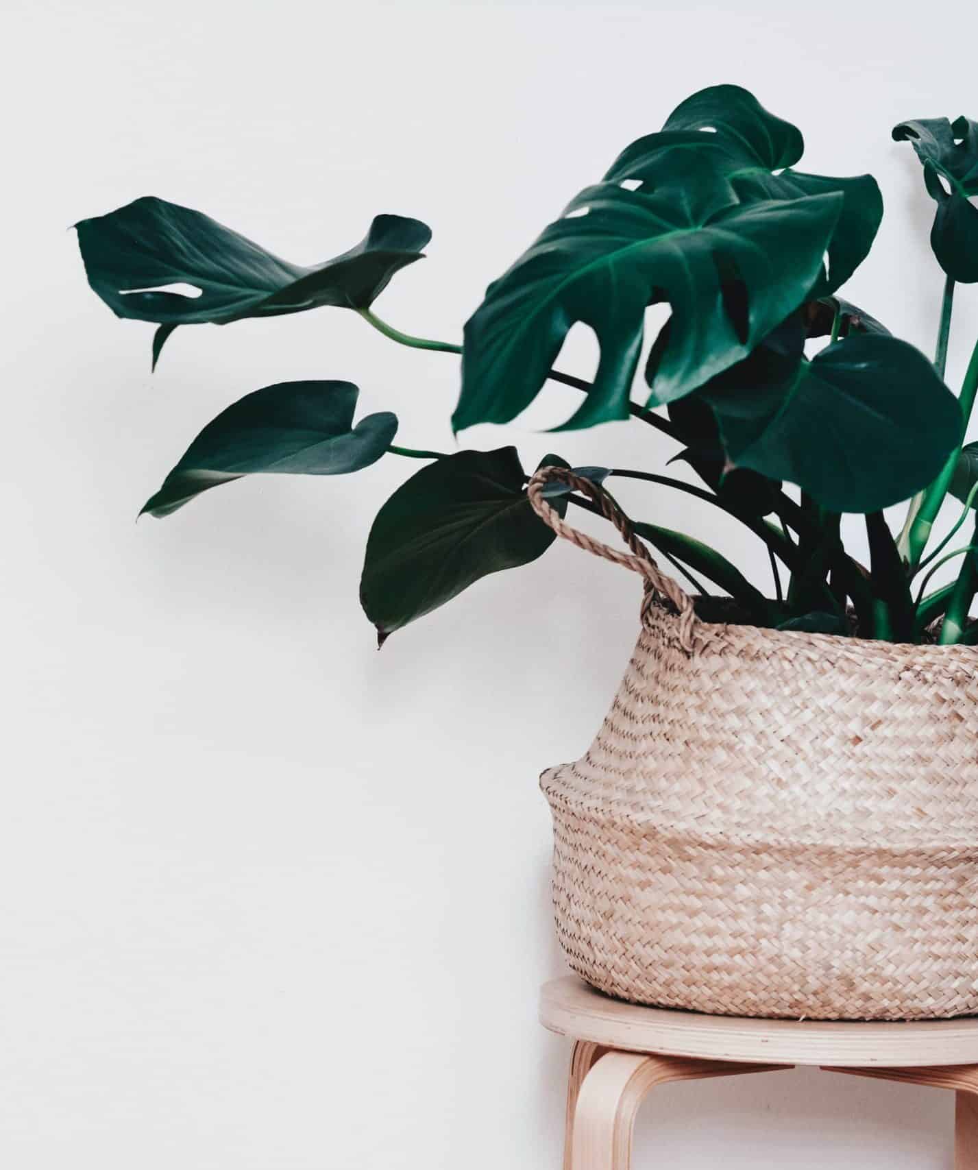 How To Stake Your Monstera Plant? Plants Craze
