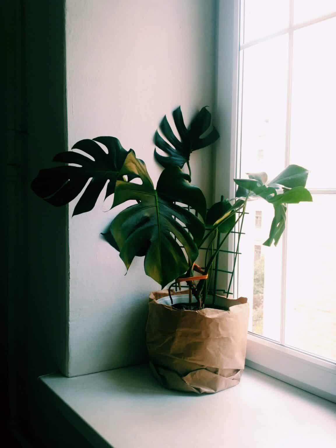 How To Stake Your Monstera Plant? Plants Craze