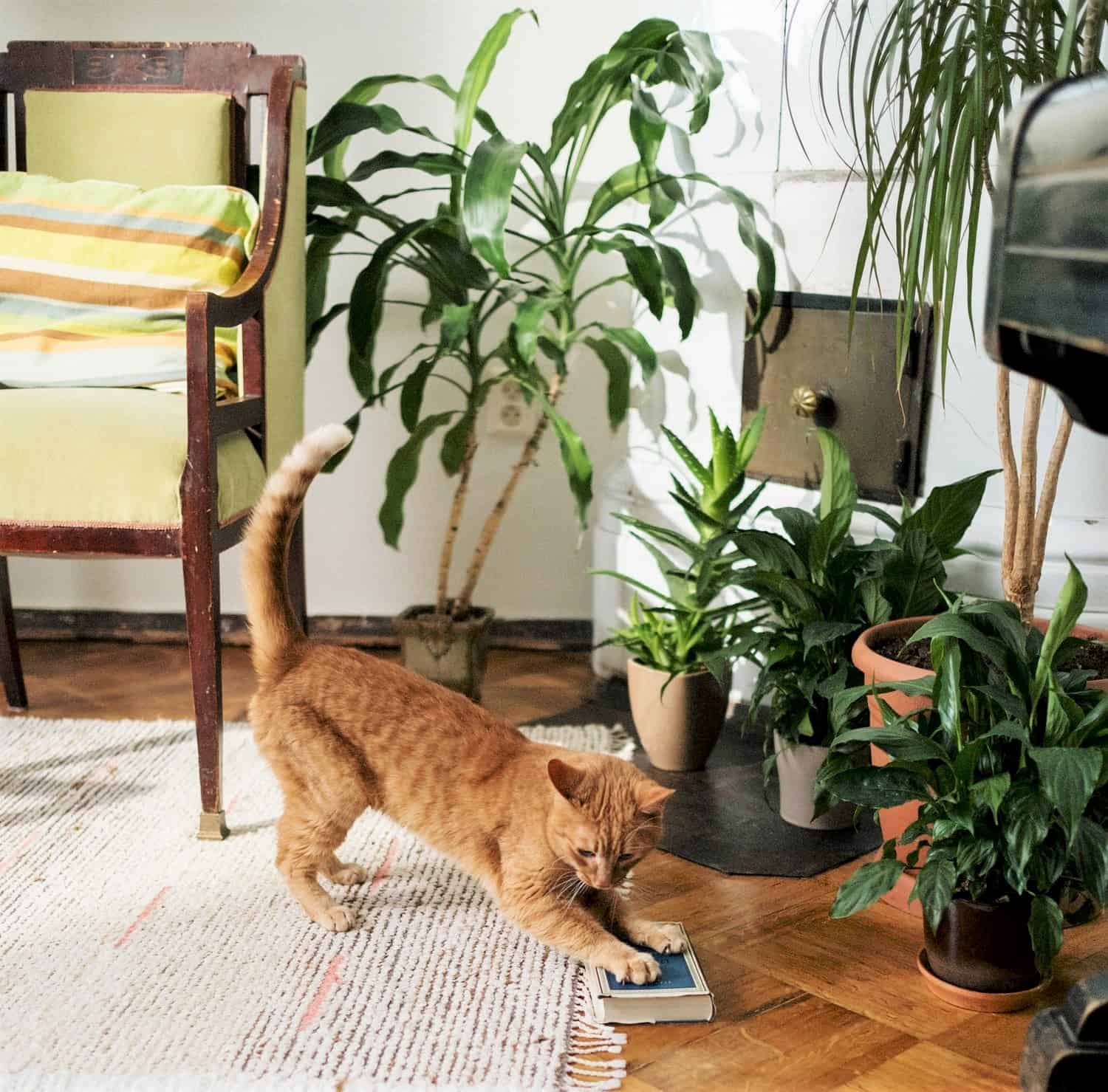 Is Lucky Bamboo Toxic to Cats? Plants Craze