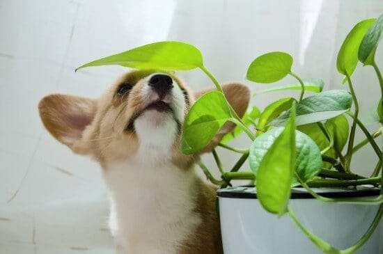 A Dog With A Potted Pothos Plant
