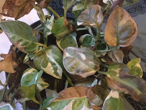 browning or scorched leaves of pothos