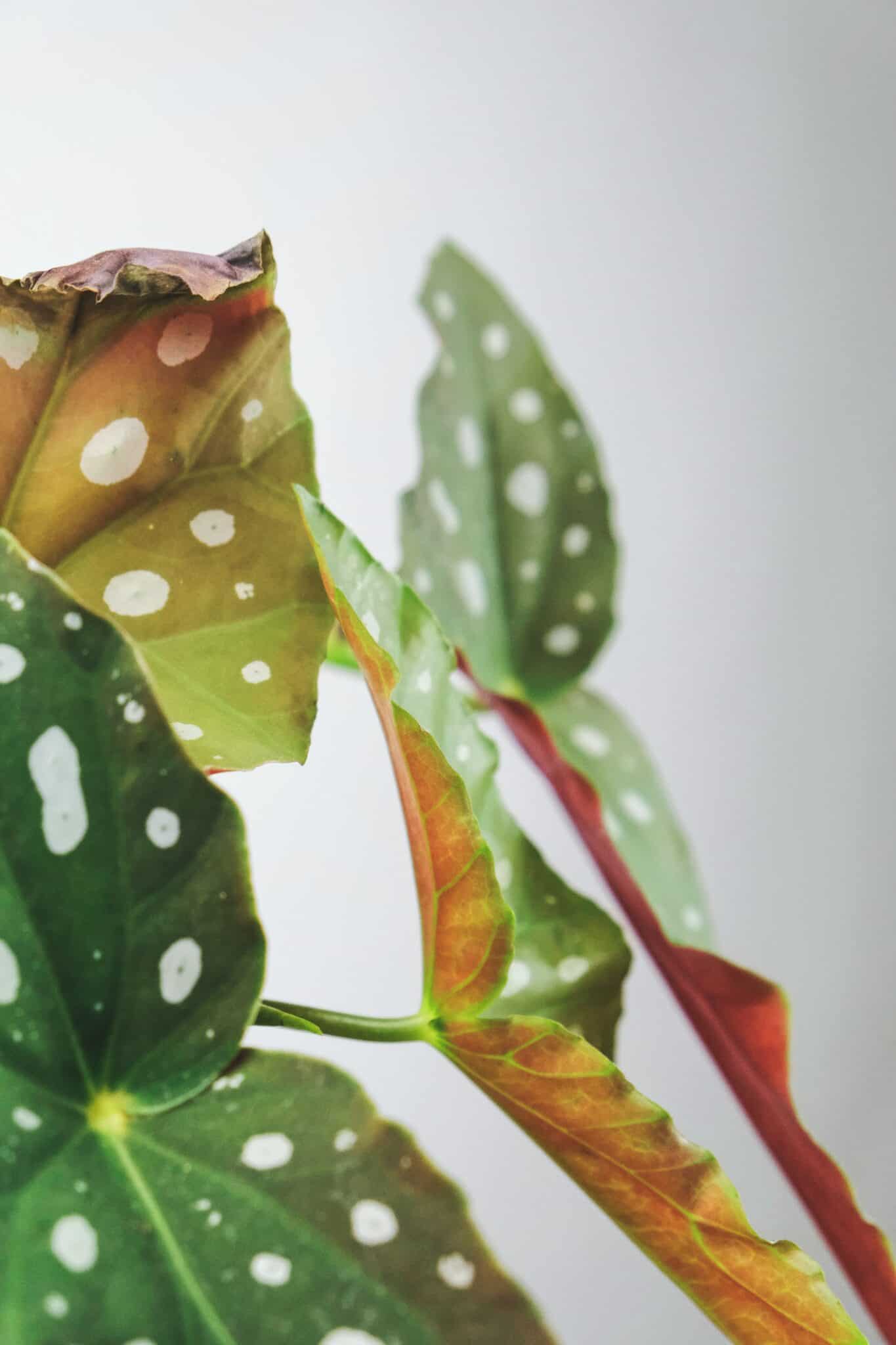 Polka Dot Plant Dying Reasons and Solutions Plants Craze