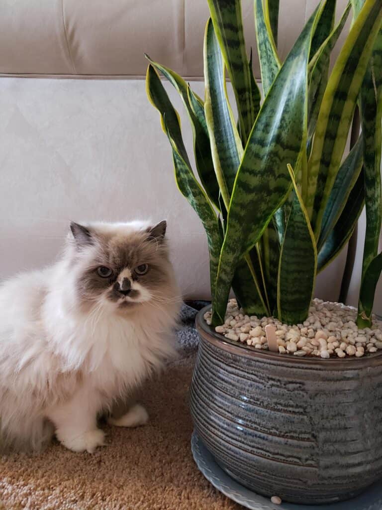 How Toxic Are Snake Plants to Cats?