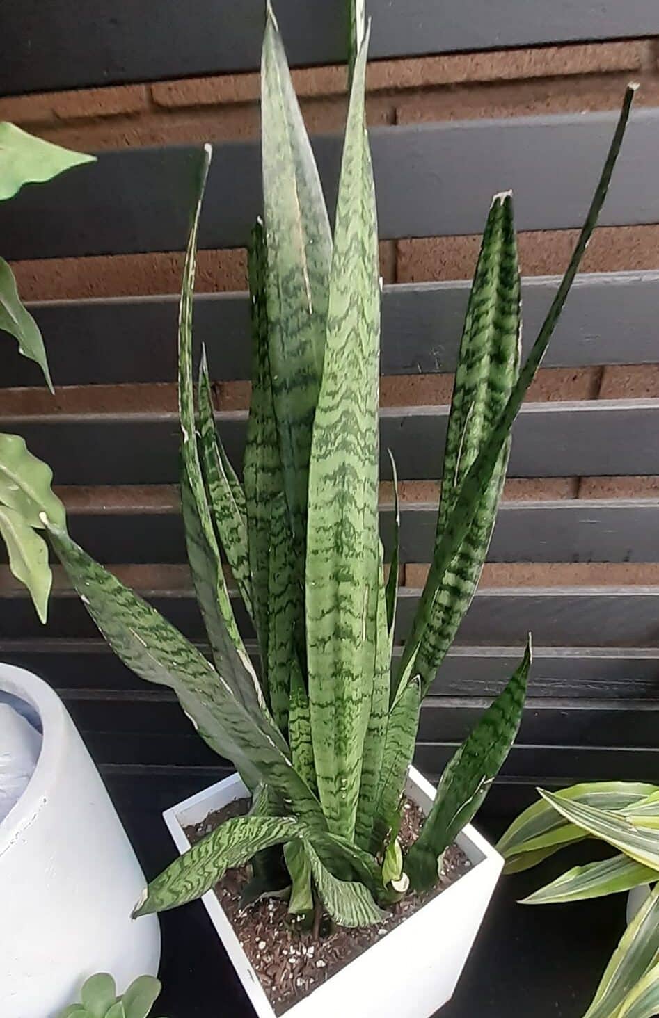 Is Snake Plant Toxic To Dogs Surprise Unveiled Plants Craze