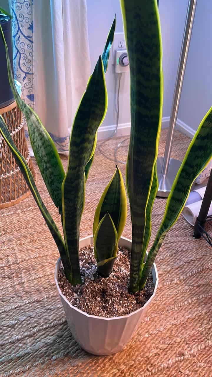 is-snake-plant-toxic-to-dogs-surprise-unveiled-plants-craze