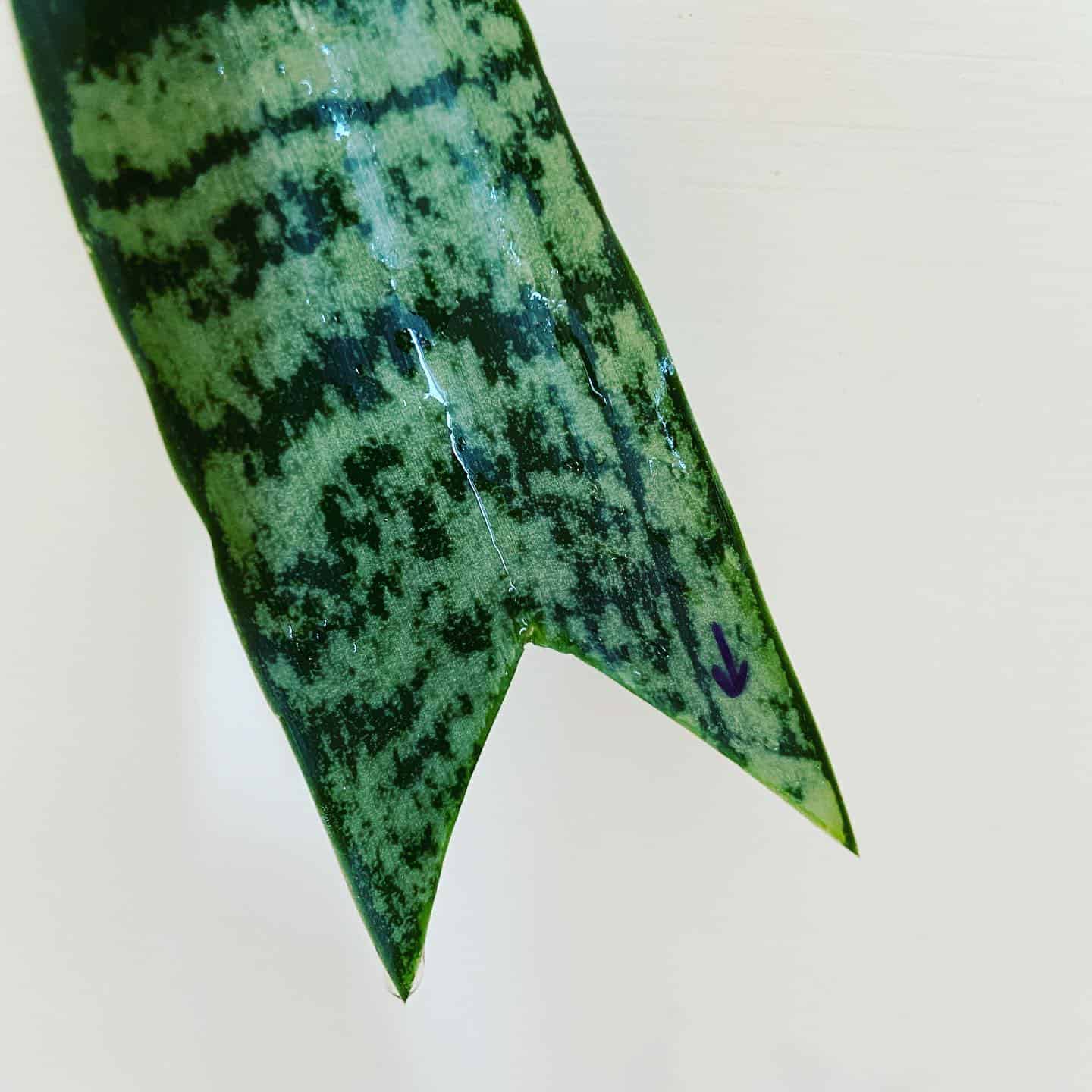 Image represents a 'V' cut on Snake Plant leaf