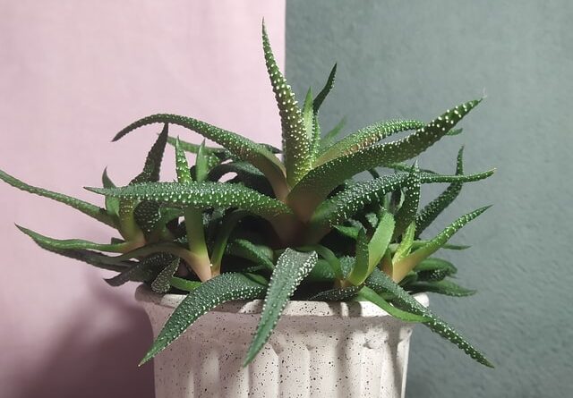 A Healthy Aloe Vera Plant