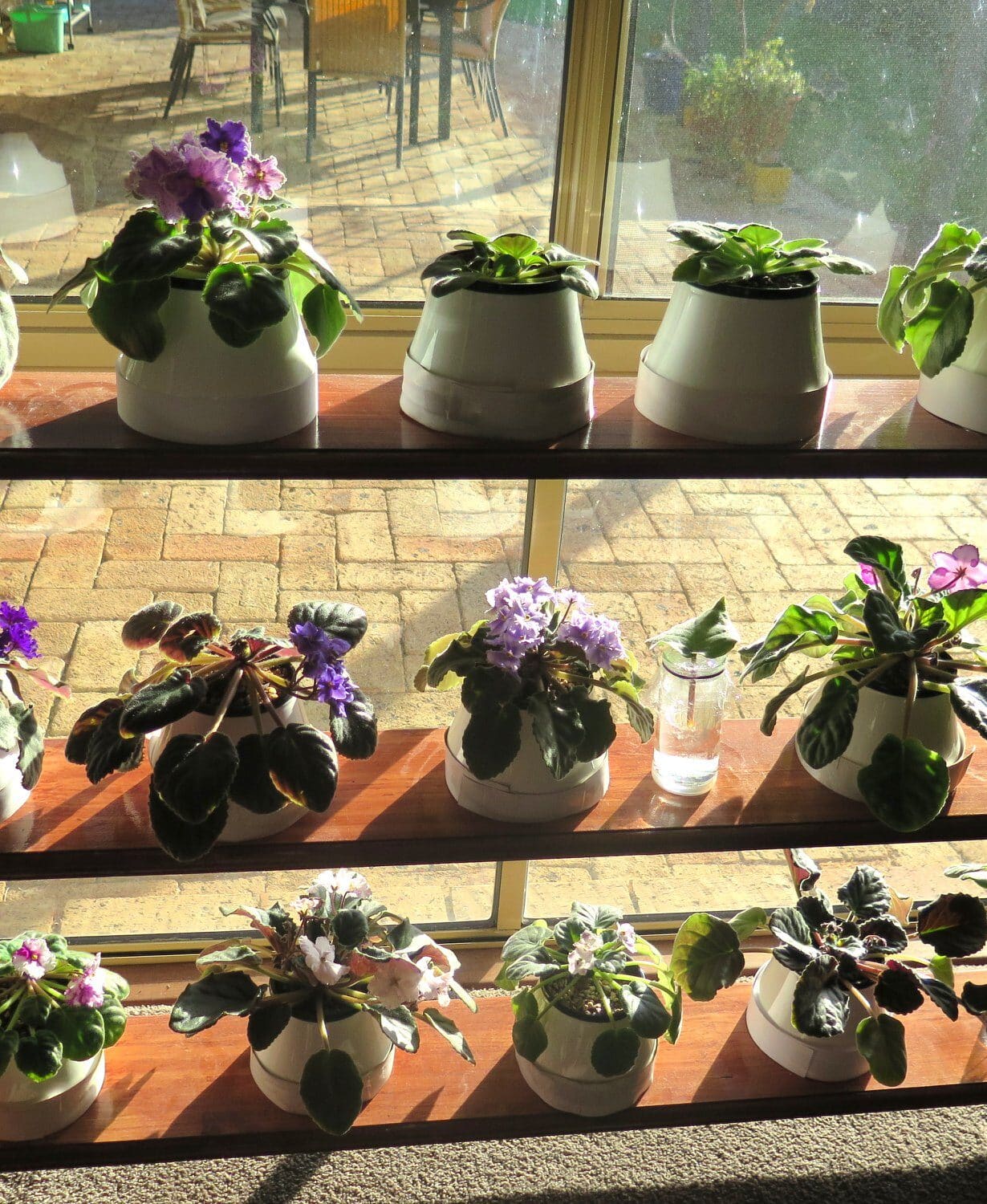 Image represents African Violet plants sitting on direct sunlight