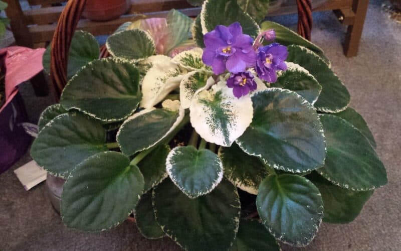 How to Prune African Violet Leaves? - Plants Craze