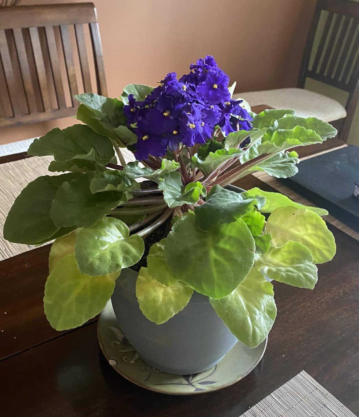 Are My African Violet Leaves Turning Yellow Reasons Care Tips Plants Craze 