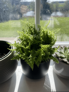 A healthy Boston Fern