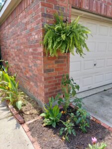 Boston plant growing outdoor on wall