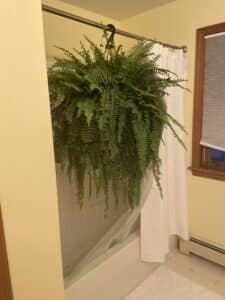 trim a Boston fern