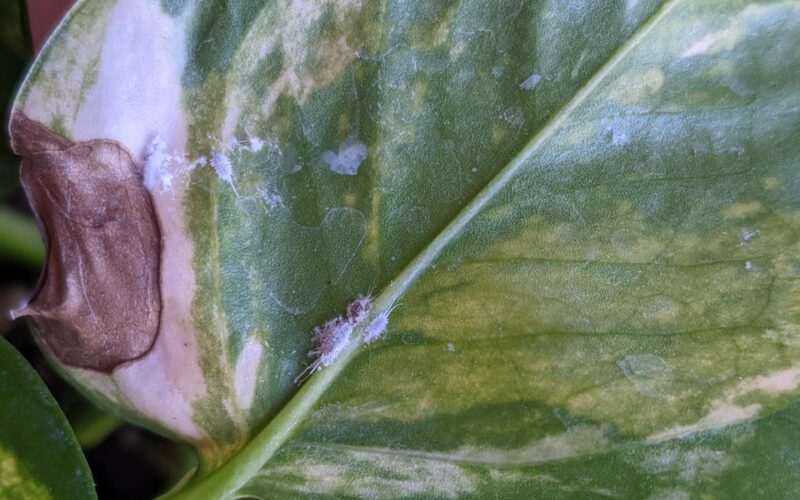 Do Pothos Plants Attract Bugs? Plants Craze