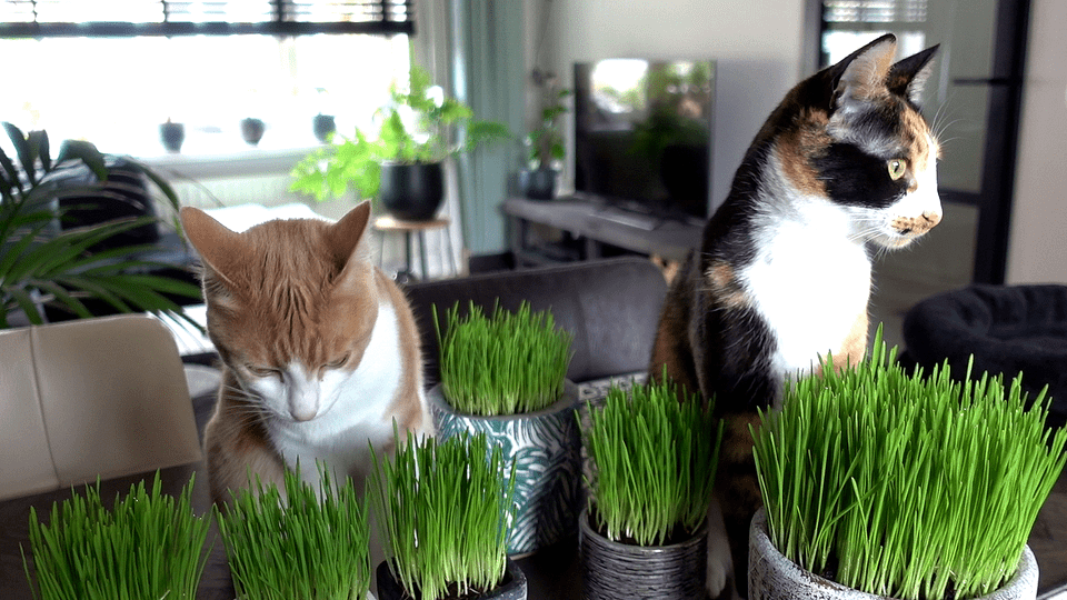 Harvested Cat Grass 1oz/approx 800 Seeds 100% Green With Growing Guide plant 