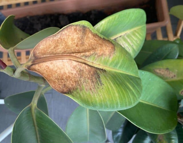 How to Save your Dying Rubber Plant? Plants Craze