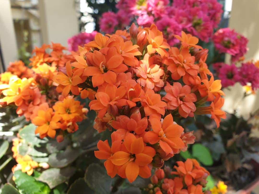How to Get Kalanchoe to Rebloom? [7 Tricks You Cannot Miss]