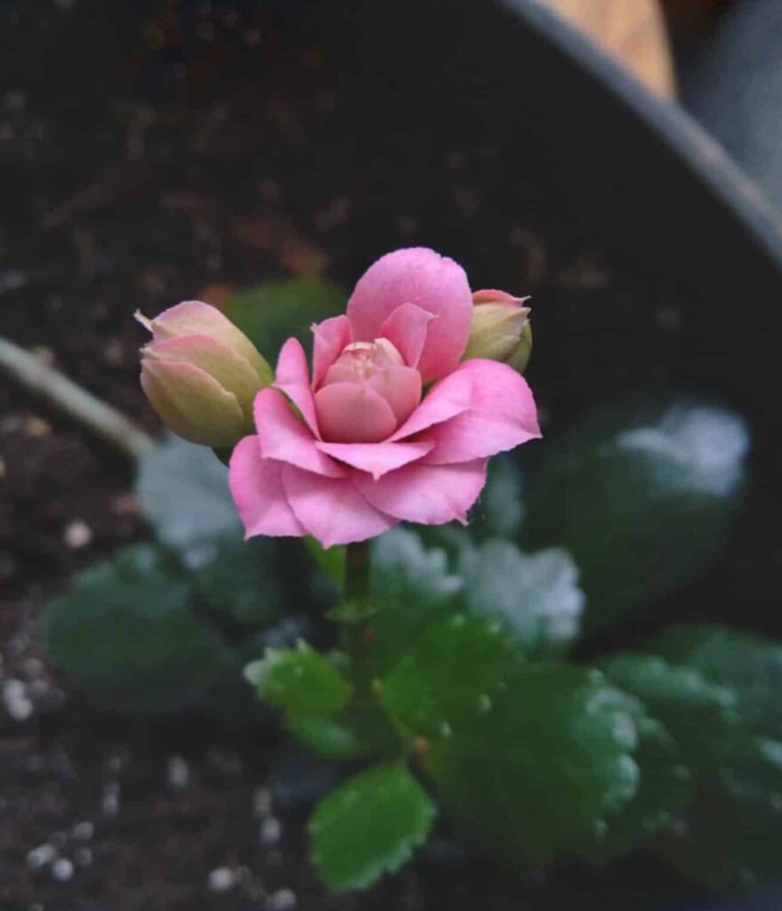 How to Get Kalanchoe to Rebloom? [7 Tricks You Cannot Miss]