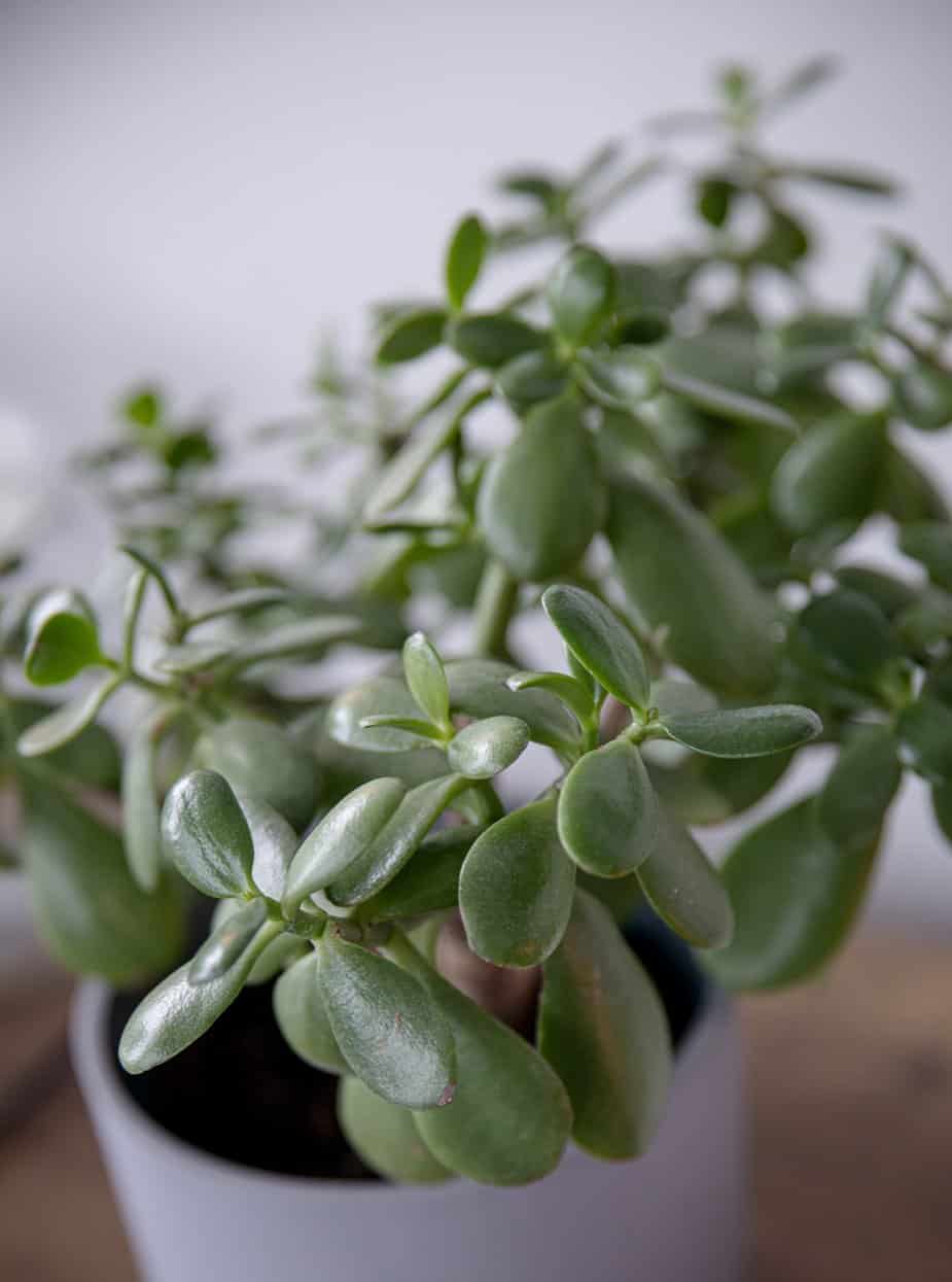 8 Jade Plant Fertilizers You Should Use Plants Craze