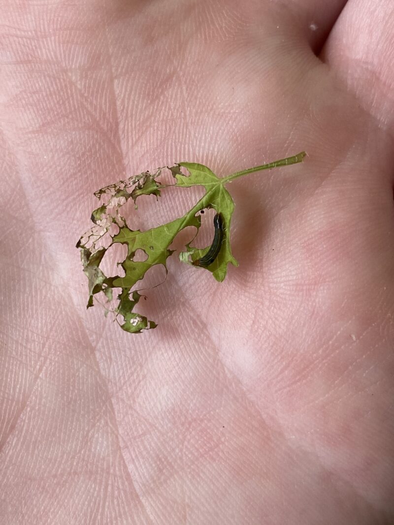 Grow Lemon Balm from Cuttings [In 5 Steps, With Care Tips]