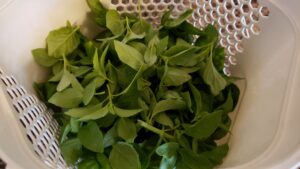 Lime Basil harvest