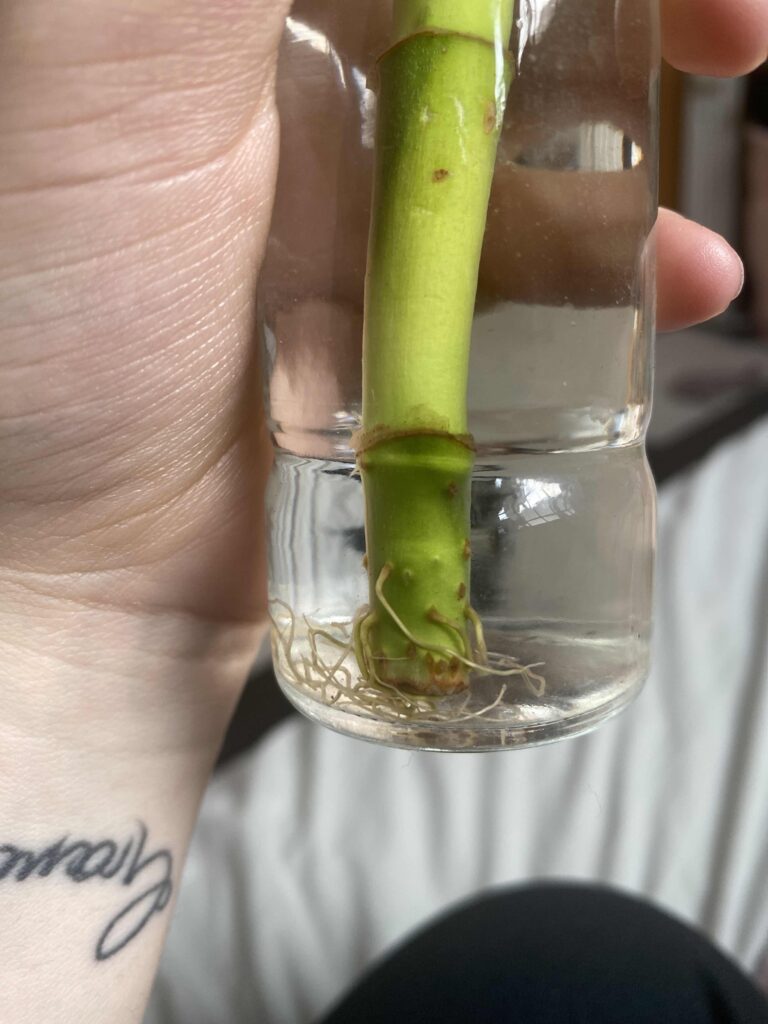 What Fertilizers to Use for Lucky Bamboo? - Plants Craze