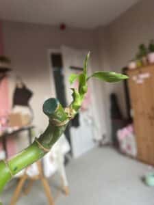 A Close-up Image Of  Lucky Bamboo