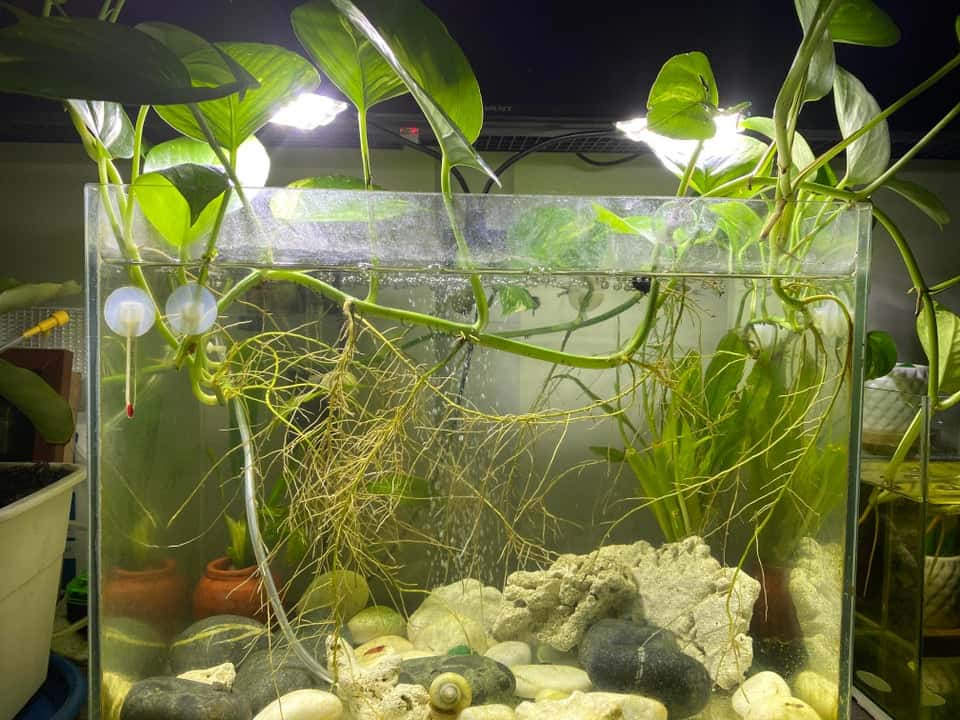 How to Use Pothos in your Aquarium? - Plants Craze