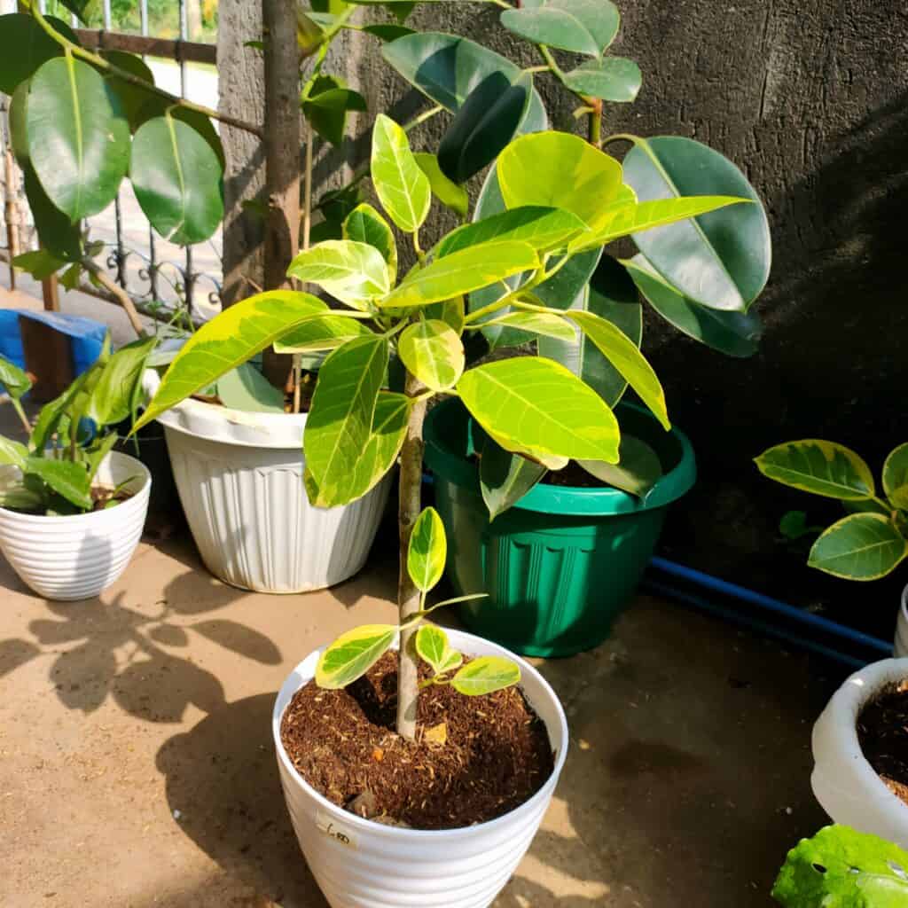 How to Repot Rubber Plant? [Process and Care Tips] Plants Craze