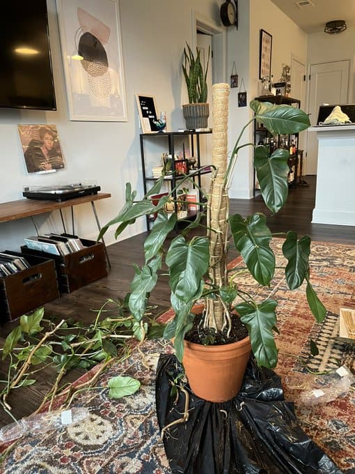 A brown pot containing a wooden stake is holding on a Philodendron vine while some of the pruned leaves are lying on the floor