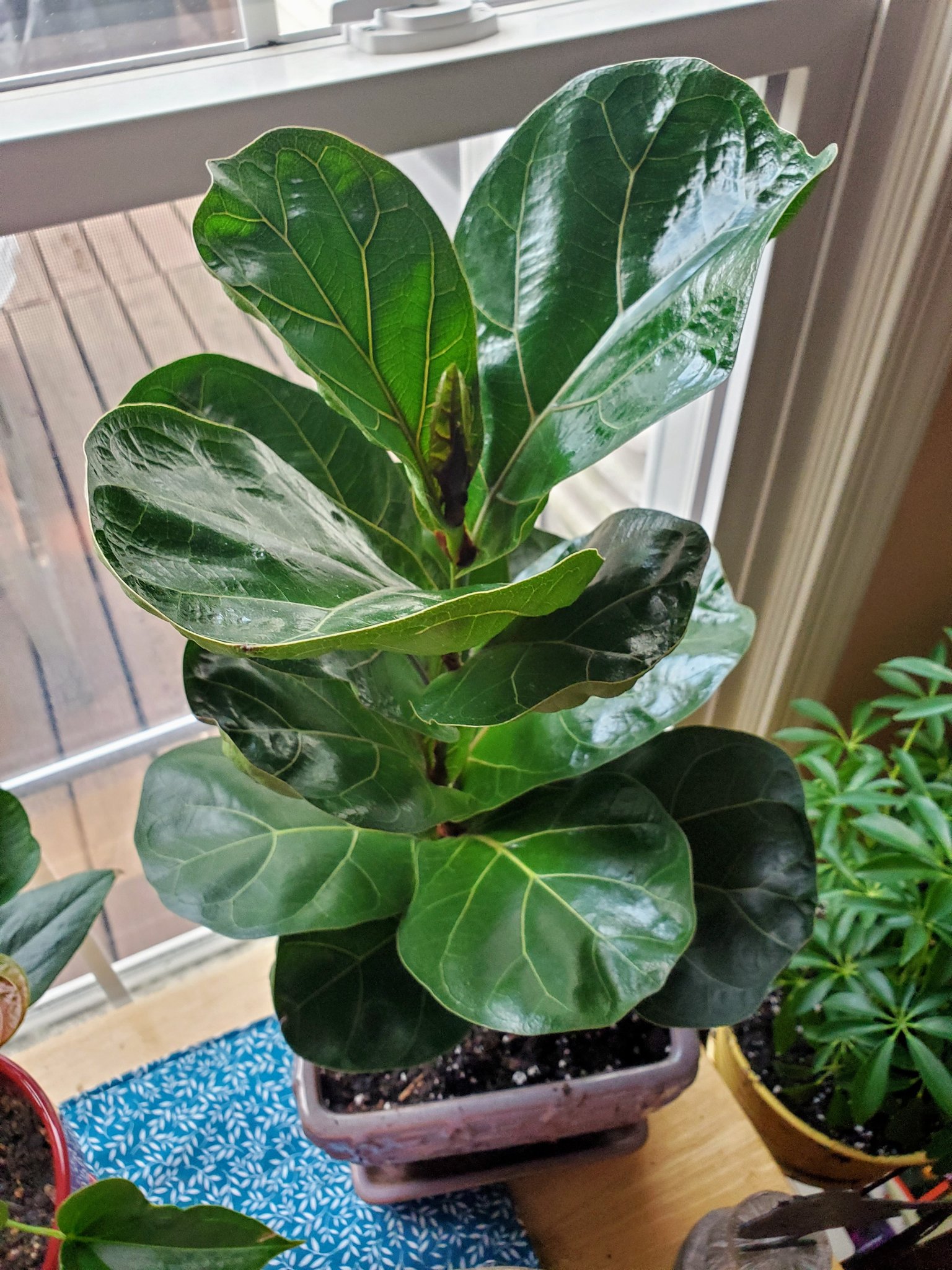 Why Is My Fiddle Leaf Fig Dropping Leaves? - Plants Craze