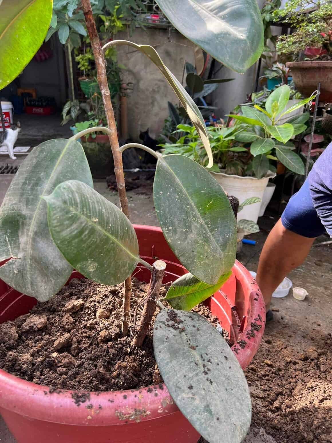 How to Repot Rubber Plant? [Process and Care Tips] Plants Craze