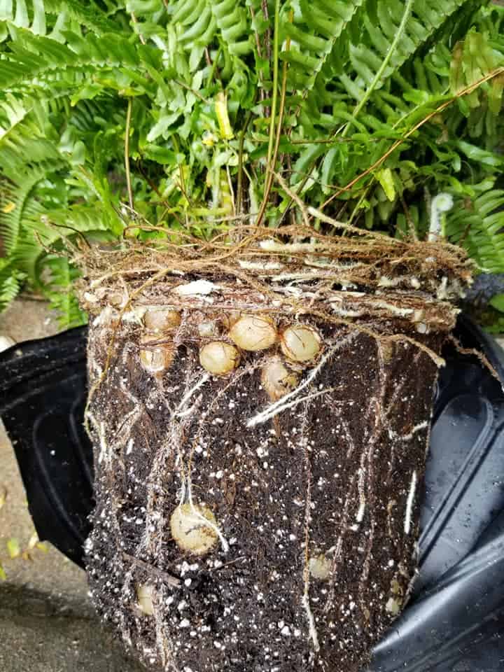 Image represents a root-bound Boston Fern